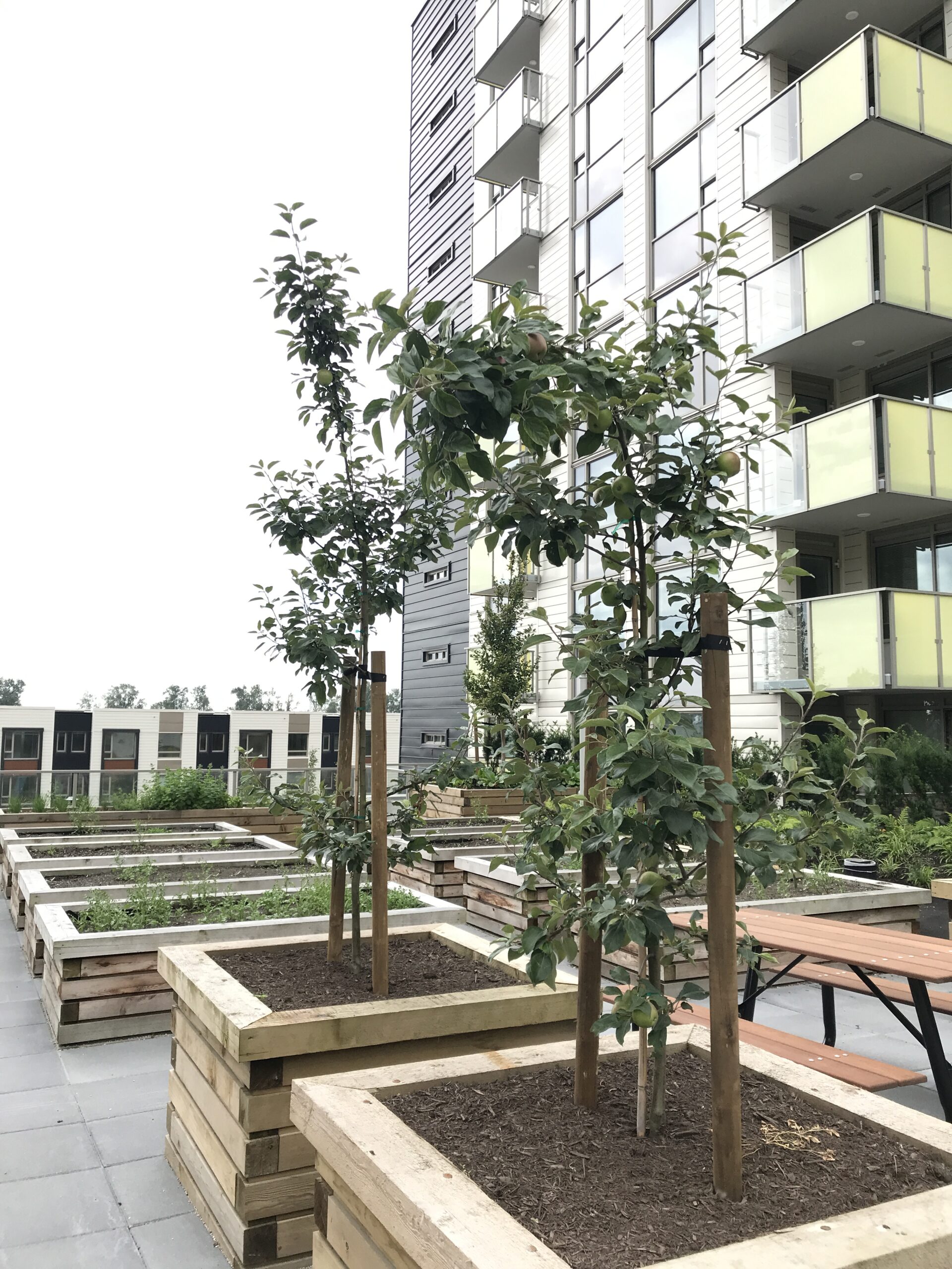Raised planters with young trees in a courtyard beside a high-rise residential building.